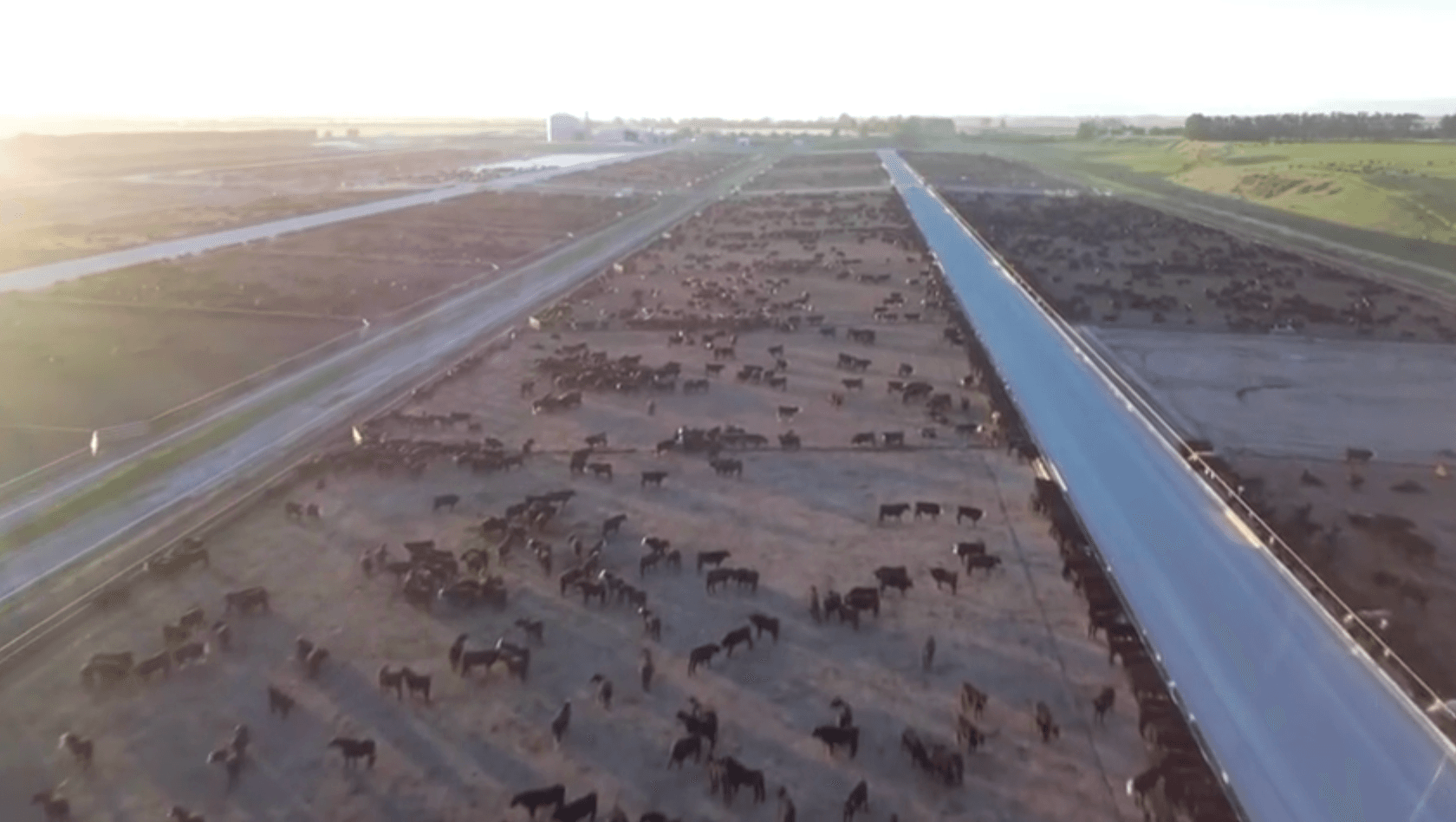 画像は、広い乾燥した野原に散在する多数の家畜を空撮したもので、野原の片側には舗装された道路かトラックが走っている。